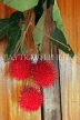 SRI LANKA, Rambutan fruit, SLK3176JPL