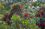 SRI LANKA, Rambutan tree and fruit, along Kandy Road, SLK2471JPL
