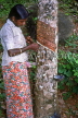 SRI LANKA, Ratnapura, Rubber plantation, worker tapping rubber tree, SLK223JPL
