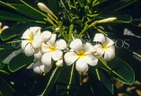 SRI LANKA, flora, Frangipani (Plumeria) flowers, used in temple offerings, SLK1512JPL