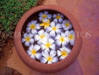 SRI LANKA, flora, Frangipani (Plumeria) flowers in bowl, SLK1634JPL
