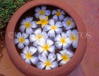 SRI LANKA, flora, Frangipani (Plumeria) flowers in bowl, SLK1638JPL