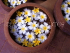 SRI LANKA, flora, Frangipani (Plumeria) flowers in bowl, SLK298JPL