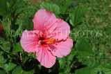 SRI LANKA, pink Hibiscus flower, SLK5904JPL