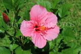 SRI LANKA, pink Hibiscus flower, SLK5905JPL