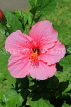 SRI LANKA, pink Hibiscus flower, SLK5906JPL