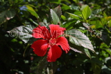 SRI LANKA, red Hibiscus flower, SLK2987JPL