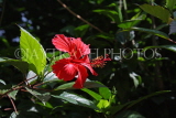 SRI LANKA, red Hibiscus flower, SLK2988JPL