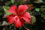 SRI LANKA, red Hibiscus flower, SLK2989JPL