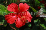 SRI LANKA, red Hibiscus flower, SLK2990JPL