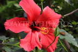 SRI LANKA, red Hibiscus flower, SLK4459JPL