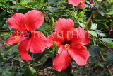 SRI LANKA, red Hibiscus flowers, SLK4455JPL