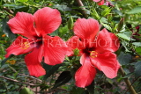 SRI LANKA, red Hibiscus flowers, SLK4458JPL