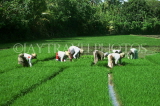 SRI LANKA, rural scene, Rice (paddy) fields, women planting young rice plants, SLK224JPL