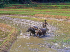 SRI LANKA, rural scene, farmer ploughing rice (paddy) field with buffalo, SLK1633JPL