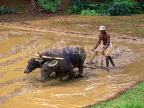 SRI LANKA, rural scene, farmer ploughing rice (paddy) field with buffalo, SLK382JPL