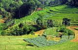 SRI LANKA, rural scene, terraced Rice (paddy) fields, near Kandy, SLK220JPL
