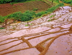 SRI LANKA, rural scene, terraced land, prepared for rice (paddy) planting, SLK1824JPL