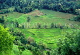 SRI LANKA, rural scene, terraced rice (paddy) fields, SLK323JPL