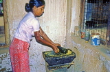 SRI LANKA, rural scene, village woman preparing spices using traditional stone grinder, SLK1845JPL