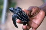 SRI LANKA, south coast, Kosgoda, Turtle Sanctuary, Leatherback baby turtle, SLK165JPL