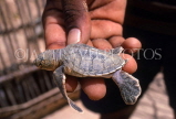 SRI LANKA, south coast, Kosgoda, Turtle Sanctuary, one day old Green Turtle, SLK333JPL