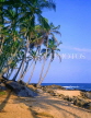 SRI LANKA, south coast, Tangalle, leaning coconut trees, SLK236JPL
