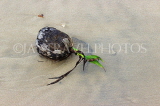 SRI LANKA, south coast, Weligama, beach, coconut fruit sprouting, SLK4683JPL