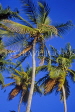 SRI LANKA, south coast, Weligama, coconut trees against blue sky, SLK2008JPL