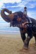 SRI LANKA, west coast, boy (tourist) on elephant ride, SLK1409JPL