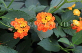 SRI LANKA, wild flowers, Lantana flowers, closeup, SLK4546JPL