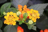 SRI LANKA, wild flowers, Lantana flowers, closeup, SLK4547JPL