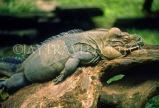 SRI LANKA, wildlife, Iguana, SLK1516JPL