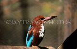 SRI LANKA, wildlife, birdlife, Common Kingfisher, SLK174JPL