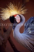 SRI LANKA, wildlife, birdlife, Crowned Crane, SLK175JPL