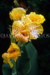 SRI LANKA, yellow Canna flowers, SLK190JPL