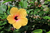 SRI LANKA, yellow Hibiscus flower, SLK4444JPL