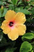 SRI LANKA, yellow Hibiscus flower, SLK4445JPL
