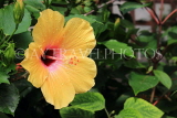 SRI LANKA, yellow Hibiscus flower, SLK4446JPL