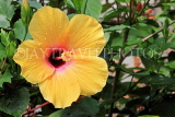 SRI LANKA, yellow Hibiscus flower, SLK4449JPL
