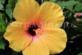 SRI LANKA, yellow Hibiscus flower, closeup, SLK4447JPL
