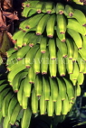 ST LUCIA, Banana plantation, fruit hanging from tree, STL730JPL
