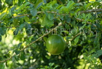 ST LUCIA, Calabash fruit on tree, STL704JPL