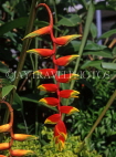 ST LUCIA, Diamond Botanical Gardens, Crab Claw flowers, STL741JPL