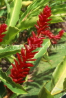 ST LUCIA, Diamond Botanical Gardens, Red Ginger plant flowers, STL740JPL