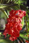 ST LUCIA, Mamiku Gardens,  Spray Orchids, STL749JPL