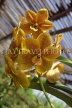 ST LUCIA, Mamiku Gardens, Spray Orchids, STL754JPL
