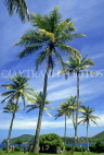 ST LUCIA, Pigeon Point Island, coconut trees, STL722JPL