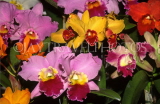 ST LUCIA, variety of Cattleya Orchids, STL688JPL