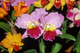 ST LUCIA, variety of Cattleya Orchids, STL769JPL